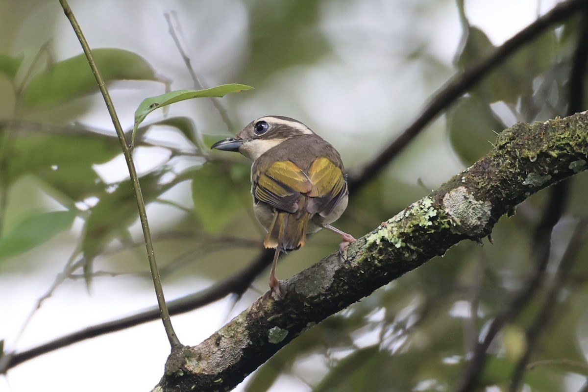 Pied Shrike-Babbler - ML636331101