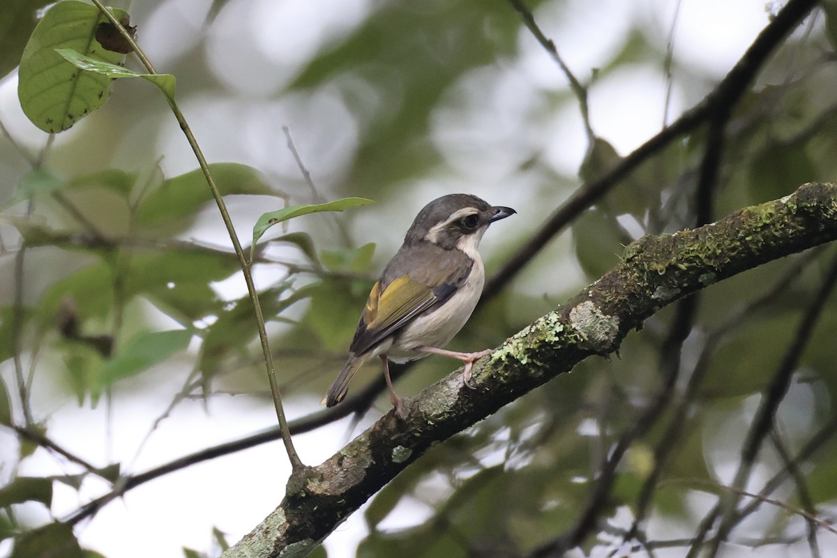 Pied Shrike-Babbler - ML636331102