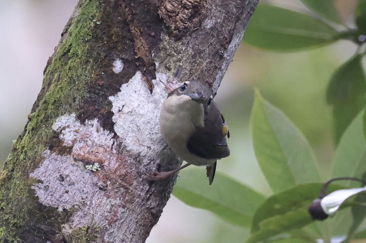 Pied Shrike-Babbler - ML636331103