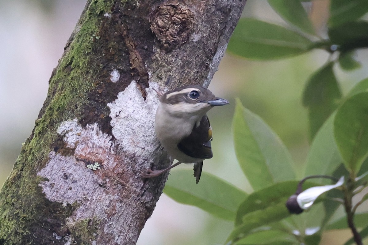 Pied Shrike-Babbler - ML636331104