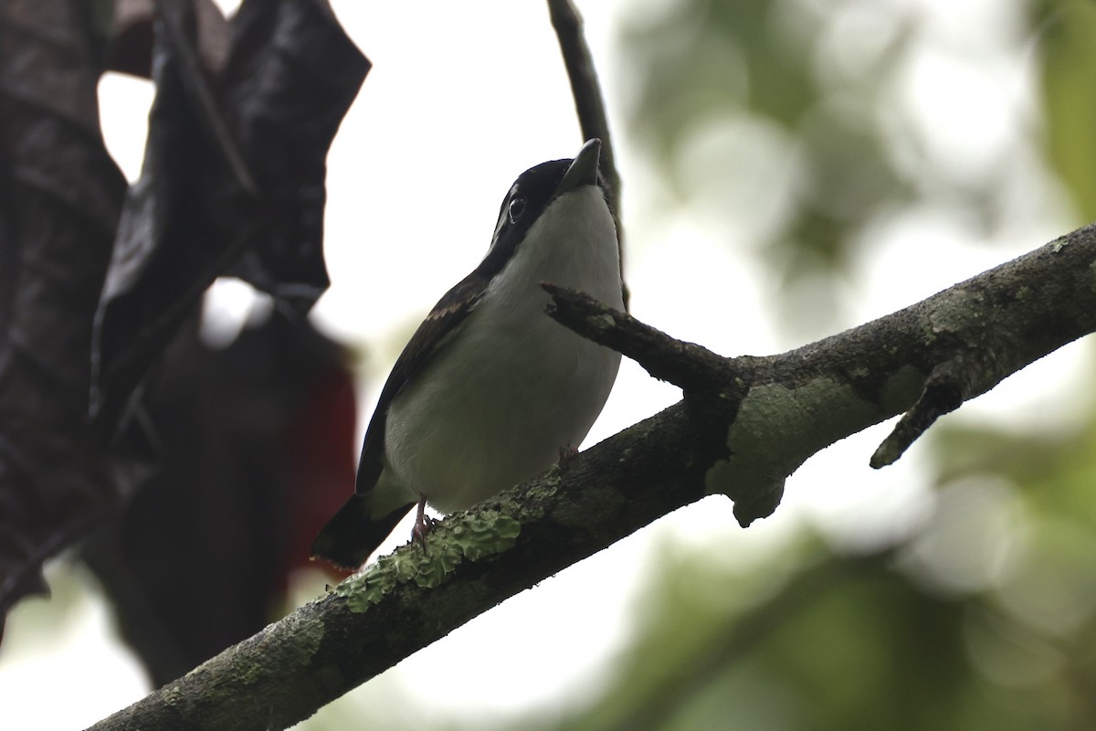 Pied Shrike-Babbler - ML636331105