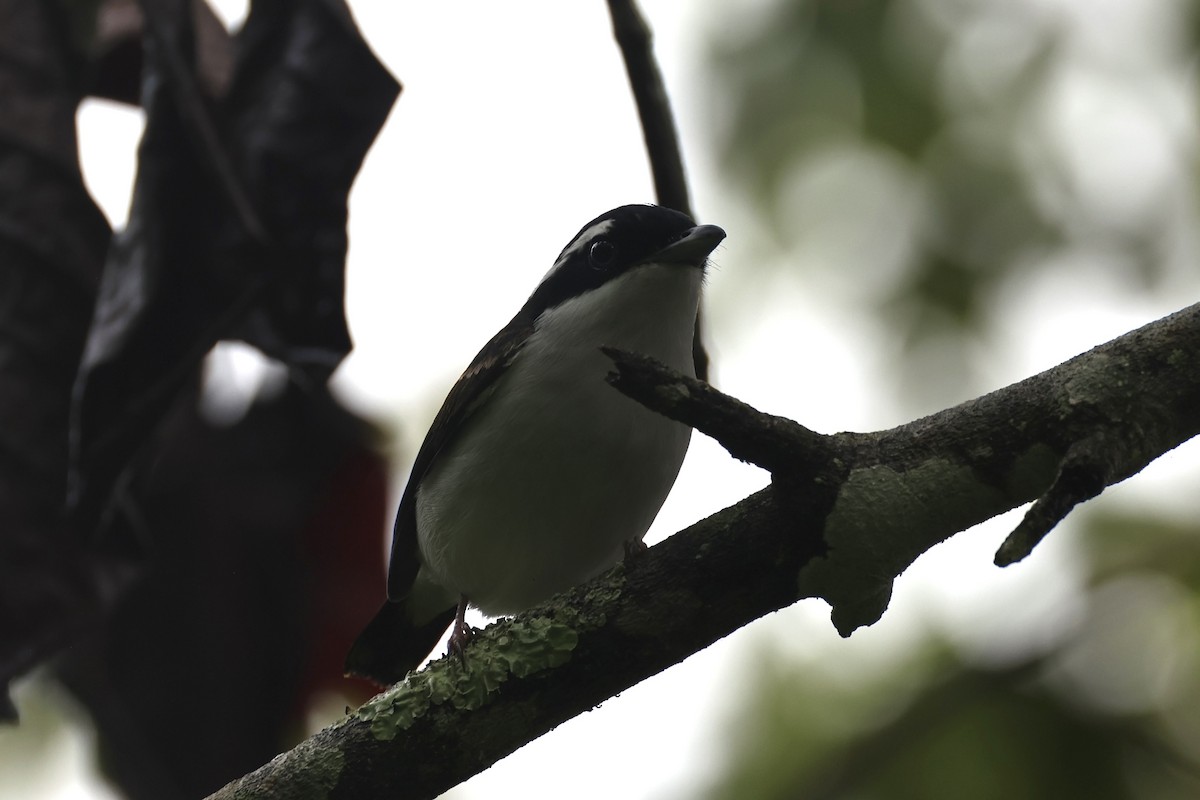 Pied Shrike-Babbler - ML636331106