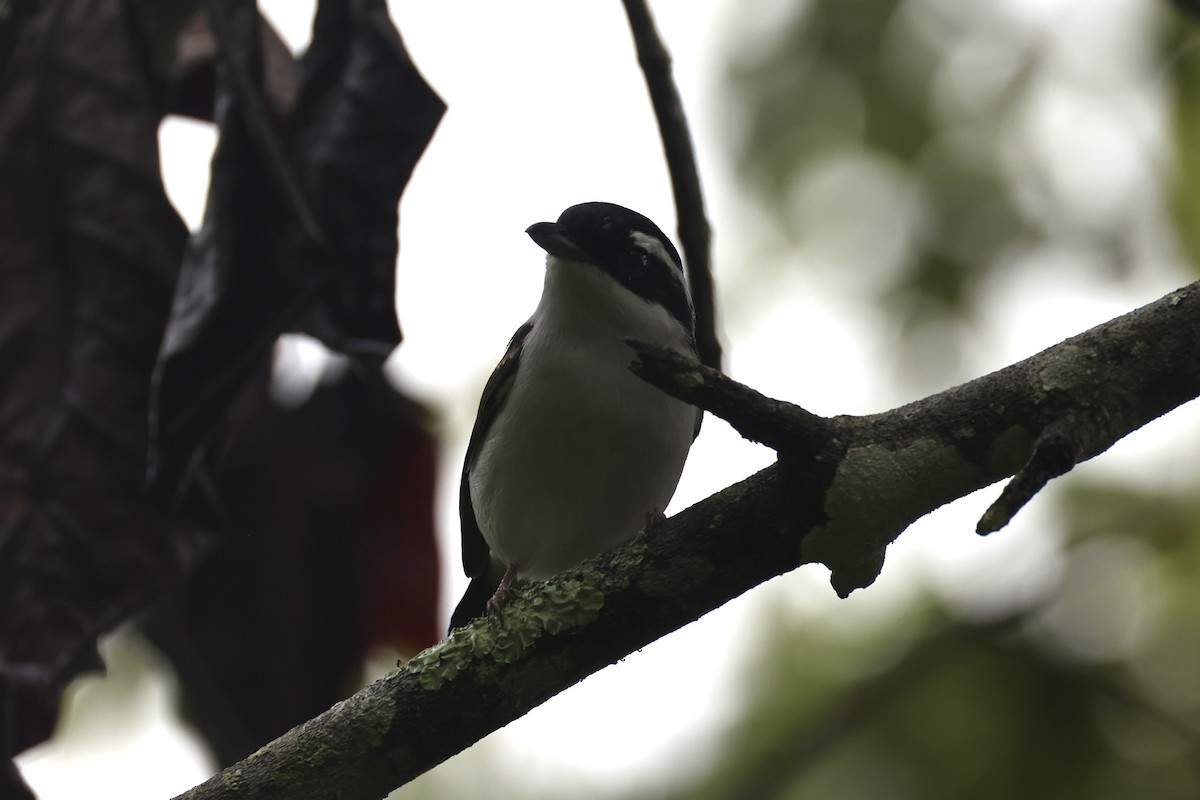 Pied Shrike-Babbler - ML636331107
