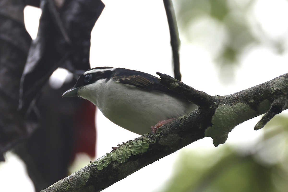 Pied Shrike-Babbler - ML636331108