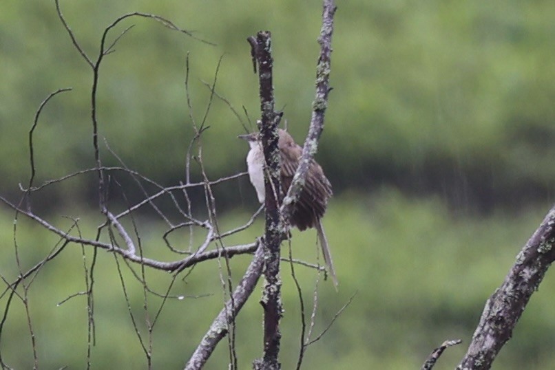 bird sp. - ML636331197