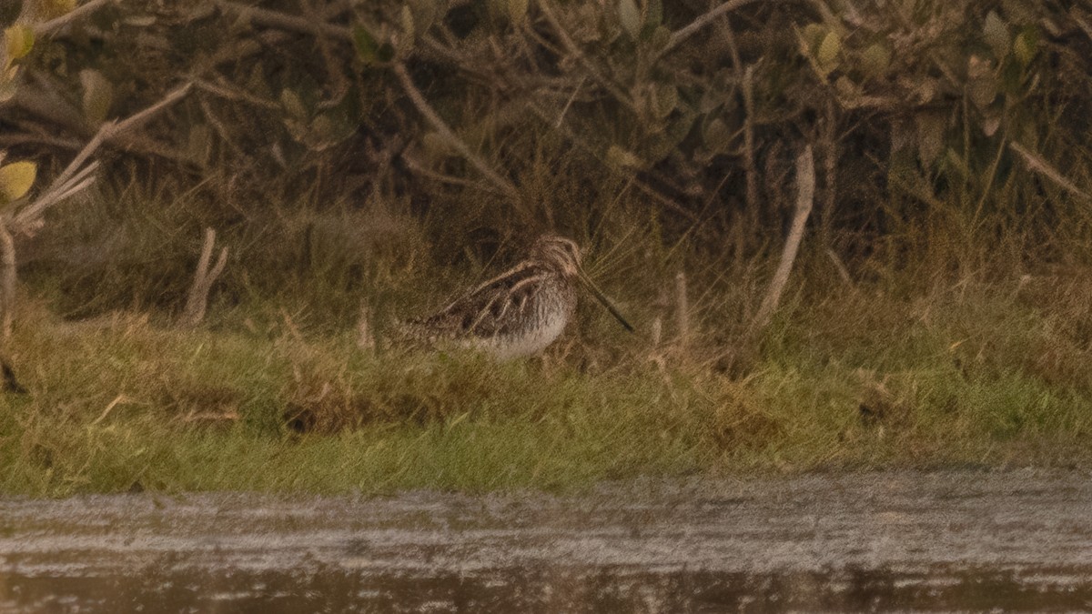 Pin-tailed Snipe - ML636331203