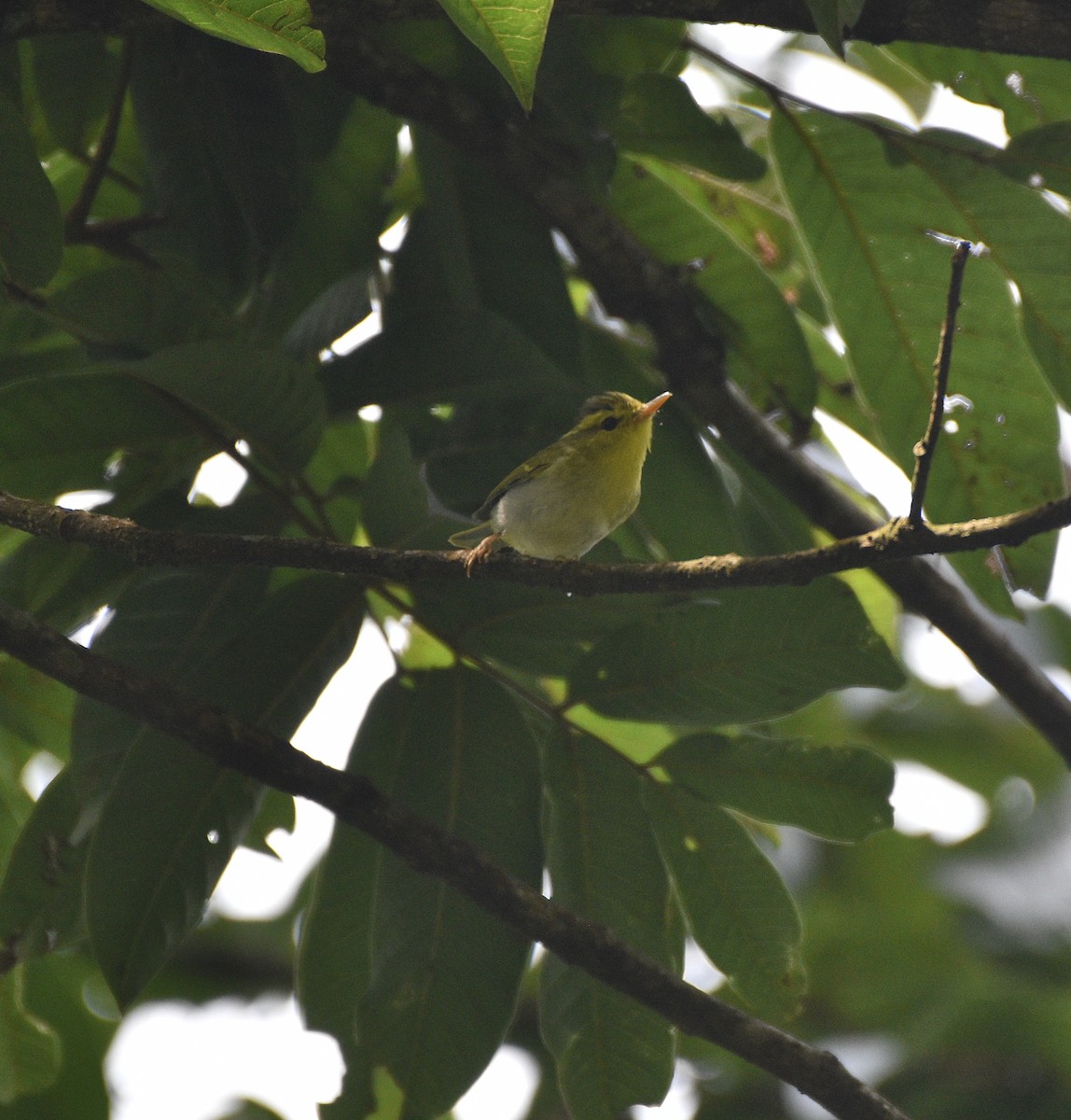 Yellow-vented Warbler - ML636331219