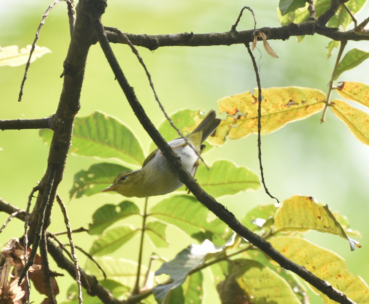 Yellow-vented Warbler - ML636331221