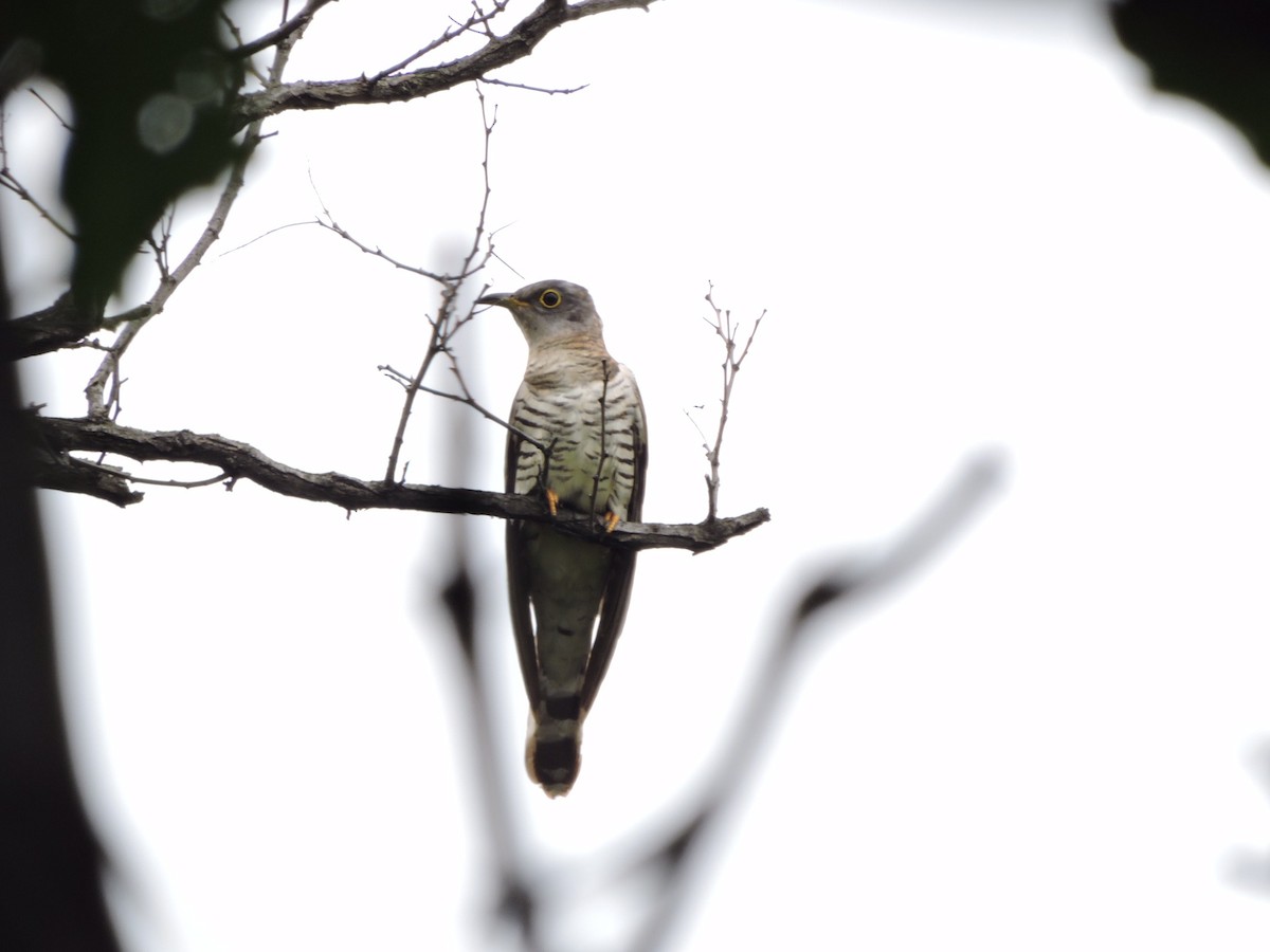 Indian Cuckoo - ML636331230
