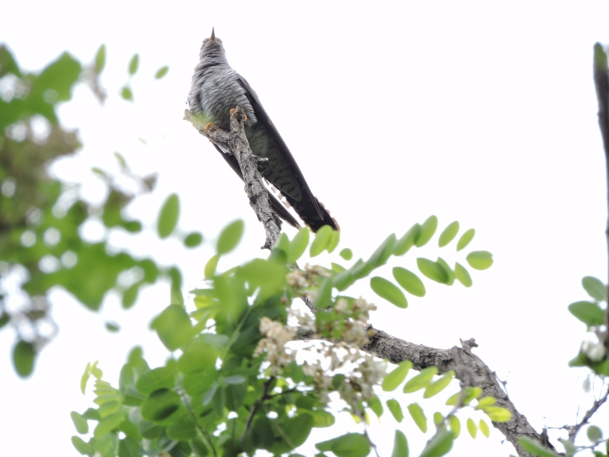 Common Cuckoo - ML636331233