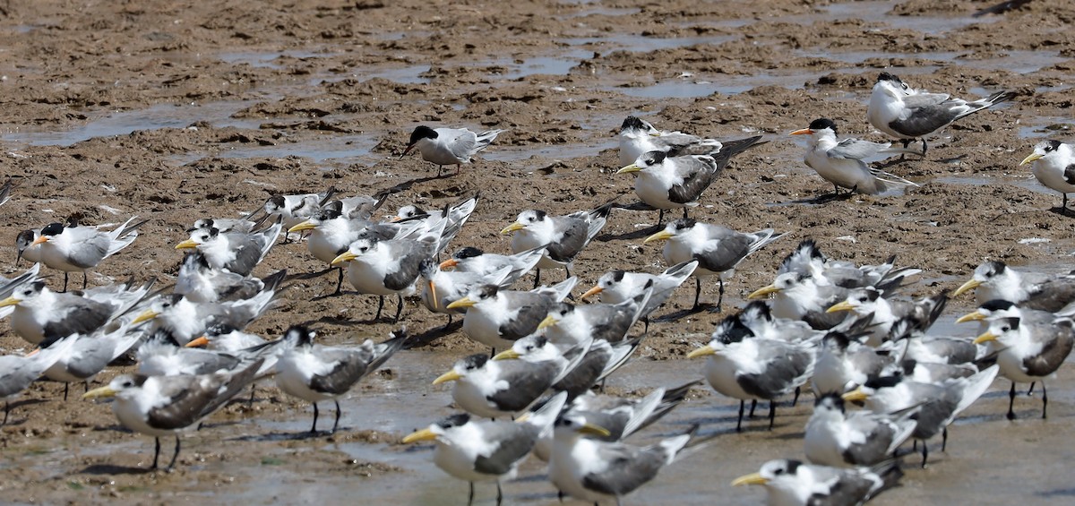 Great Crested Tern - ML636331238