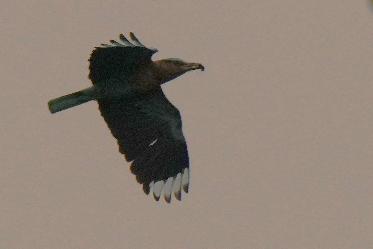 Indian/Indochinese Roller - ML636331240