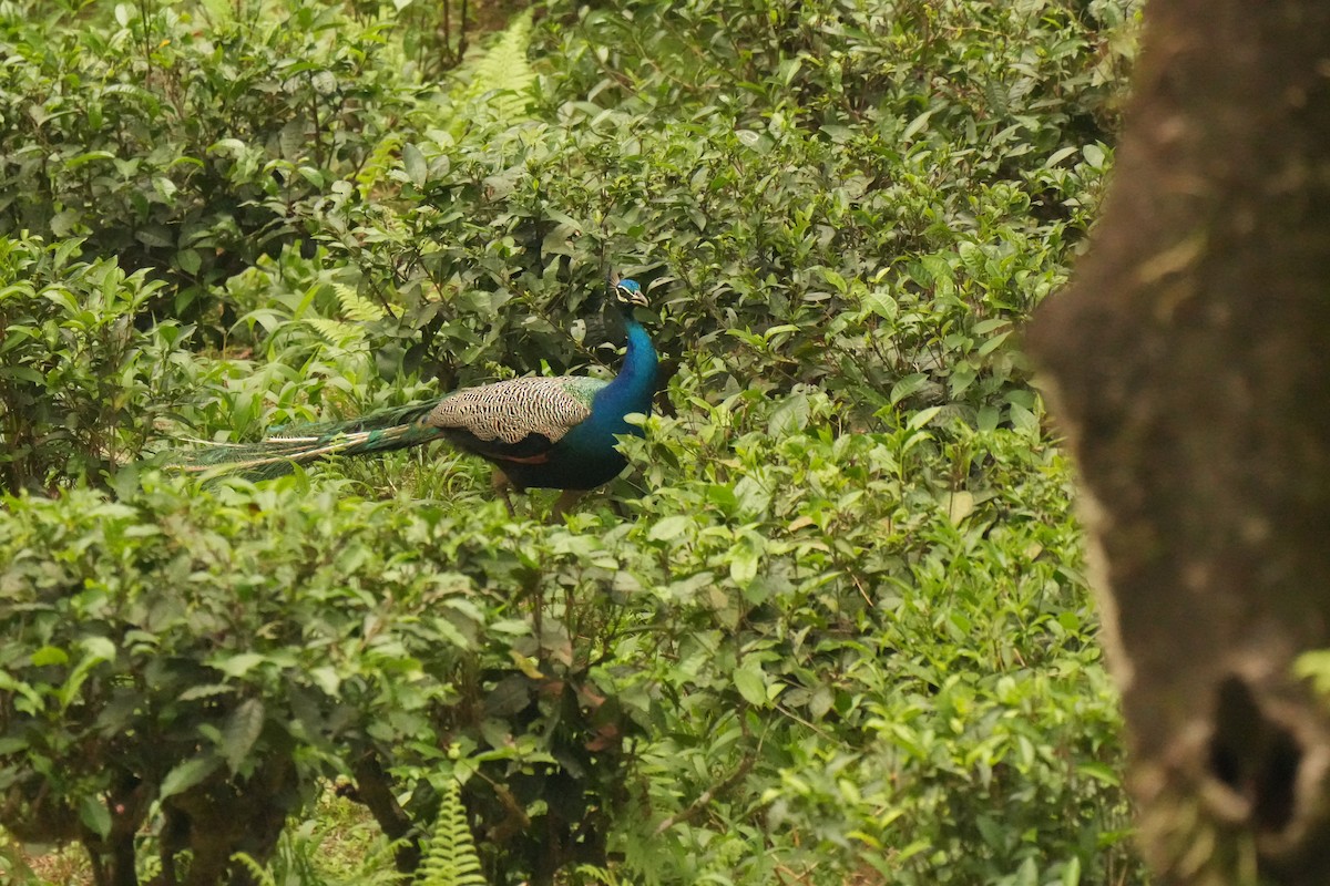 Indian Peafowl - ML636331250