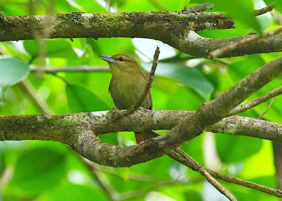 Russet Antshrike - ML636331291