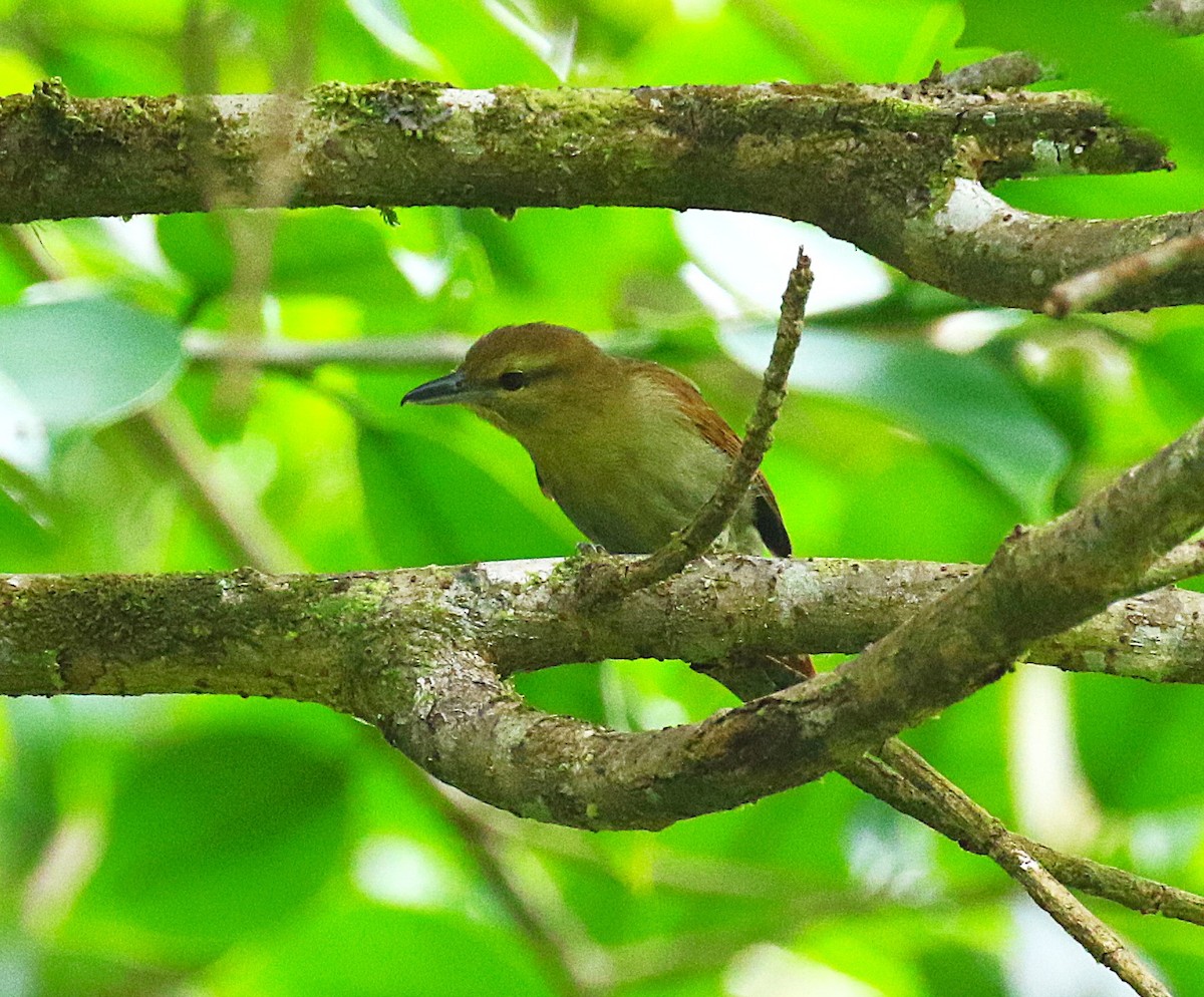 Russet Antshrike - ML636331292