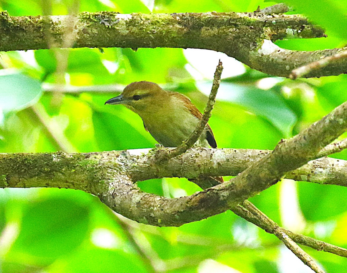 Russet Antshrike - ML636331293