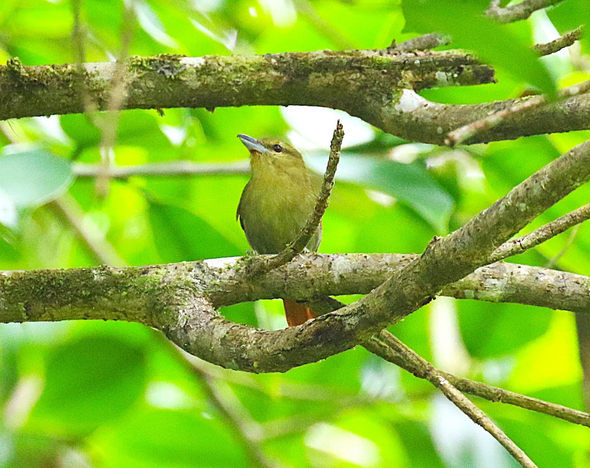 Russet Antshrike - ML636331294