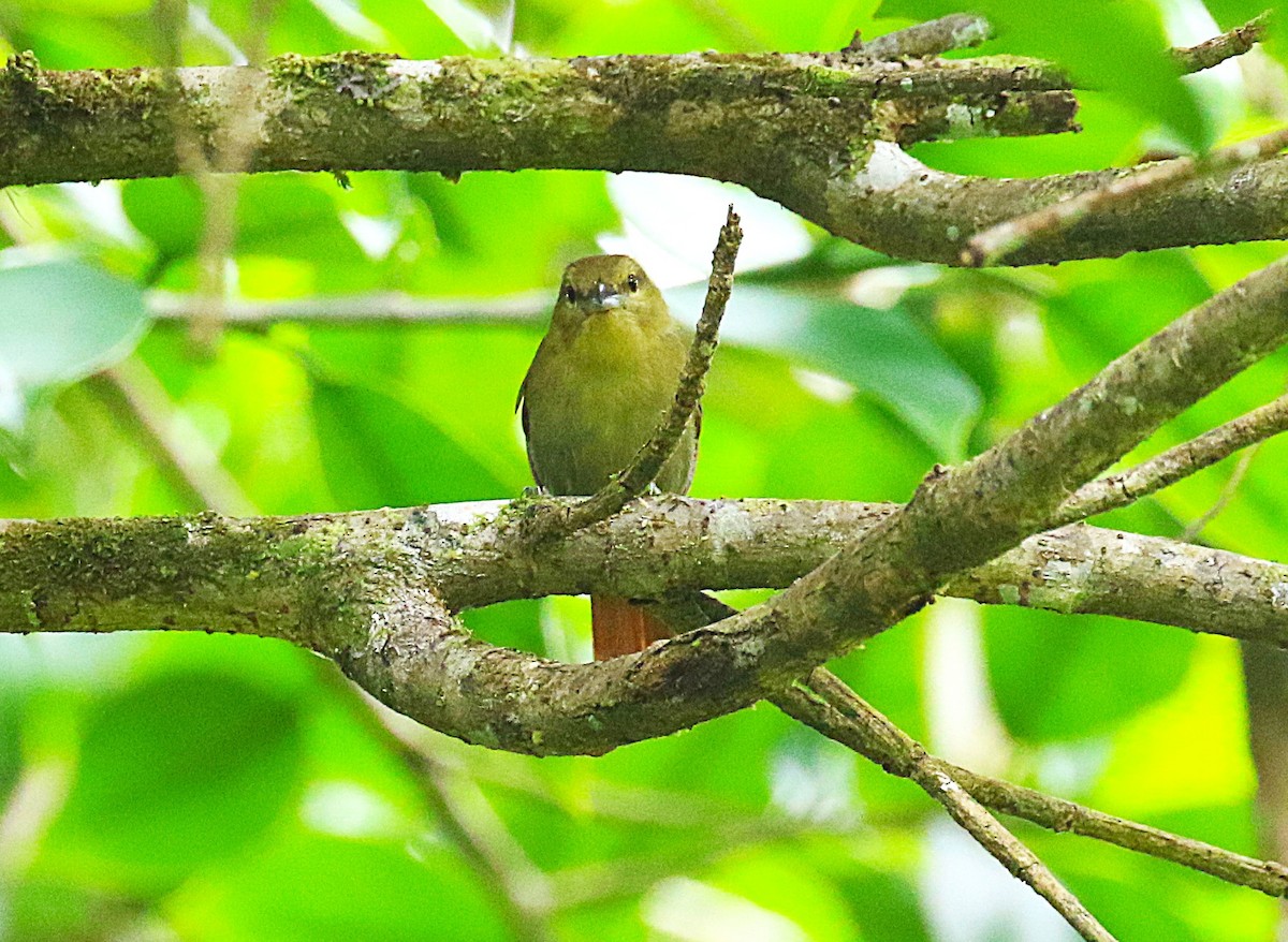 Russet Antshrike - ML636331295