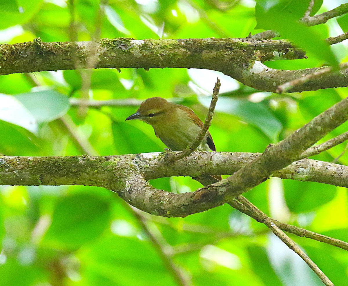 Russet Antshrike - ML636331296