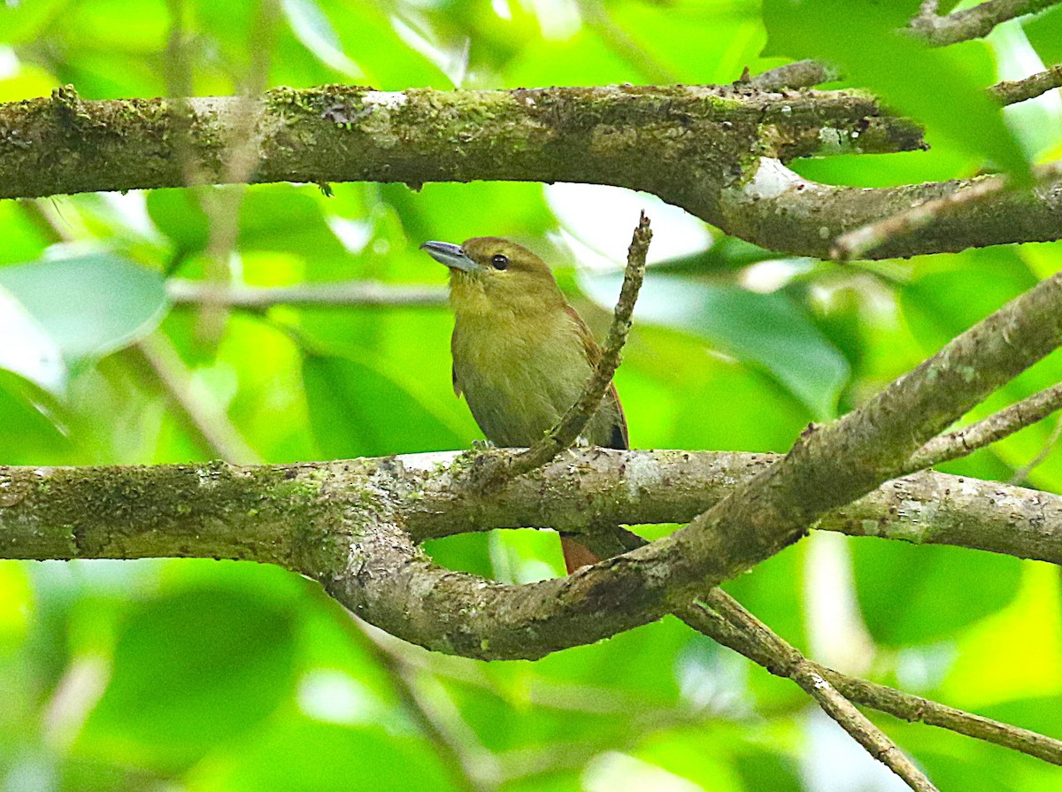 Russet Antshrike - ML636331297