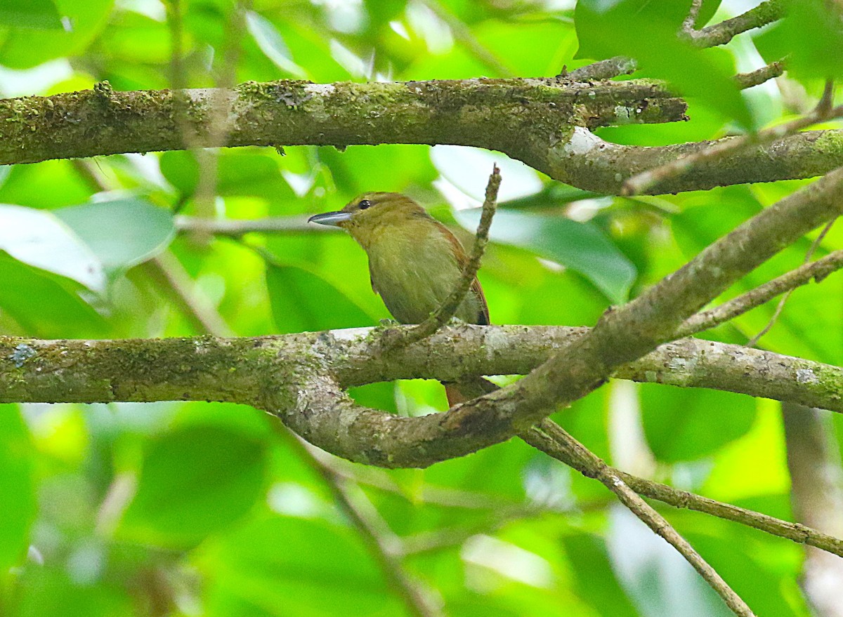 Russet Antshrike - ML636331298