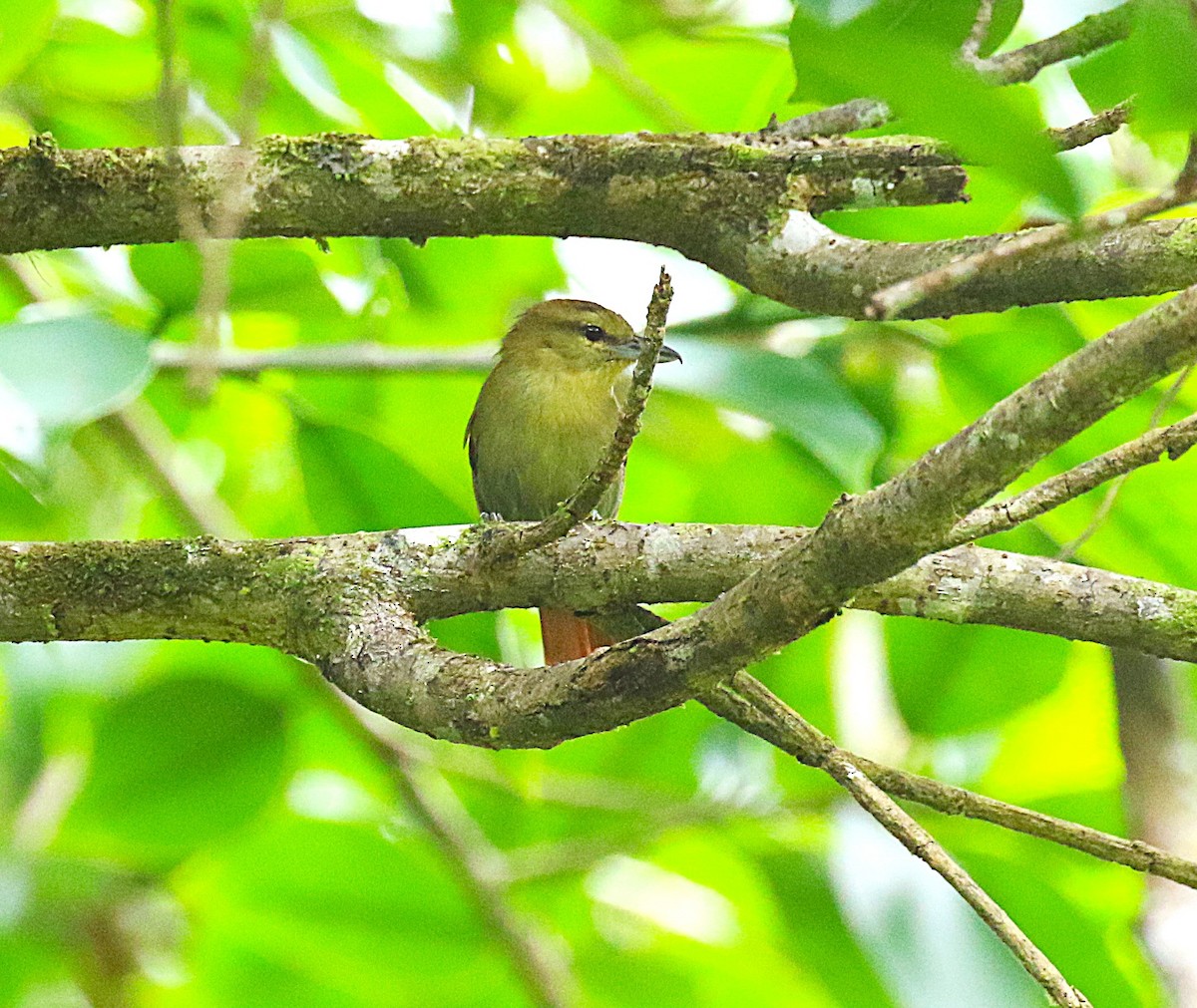 Russet Antshrike - ML636331299
