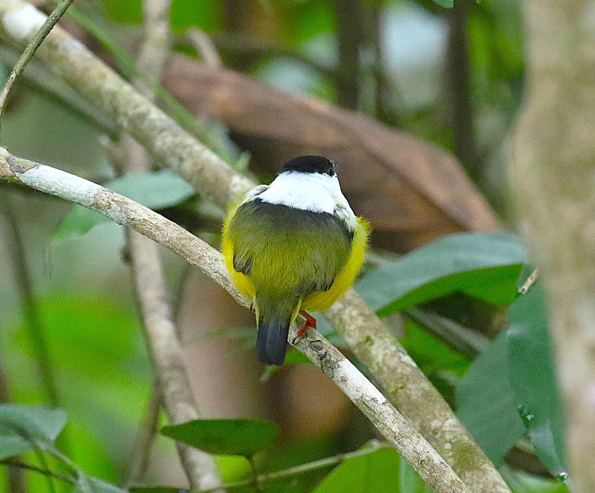 White-collared Manakin - ML636331332