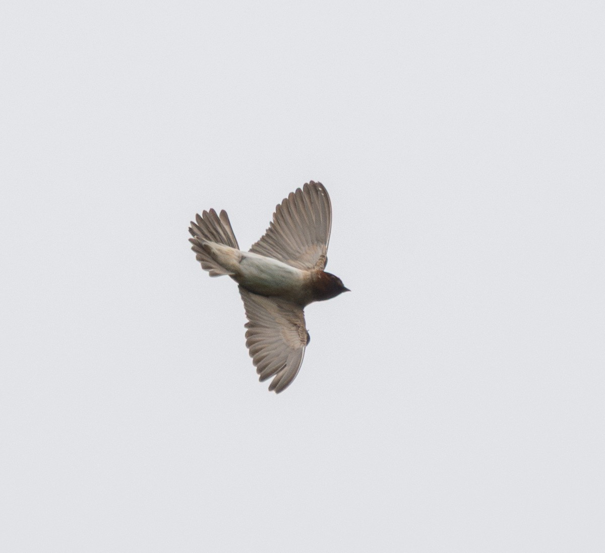 Cliff Swallow - ML636331377