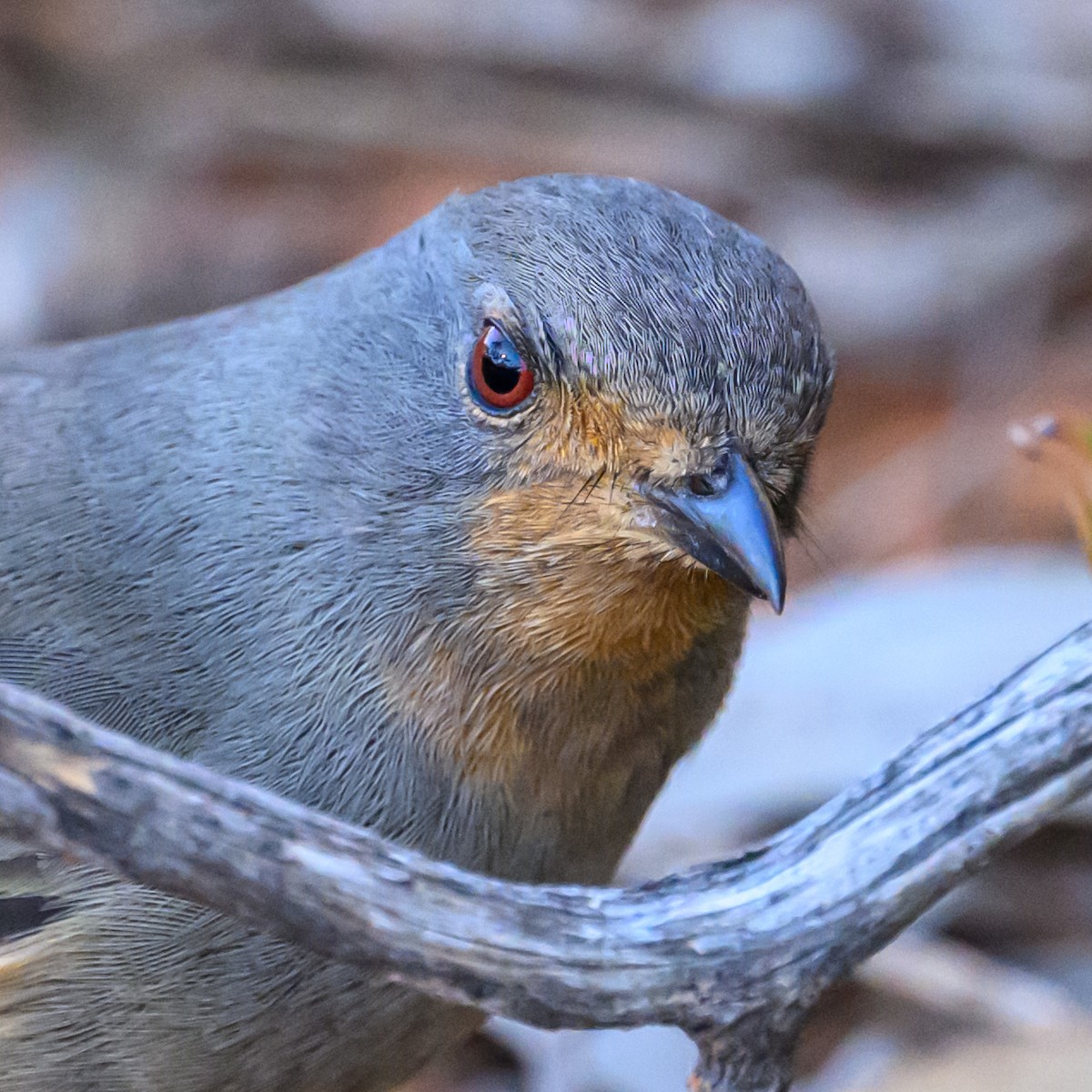 Red-lored Whistler - ML636331439
