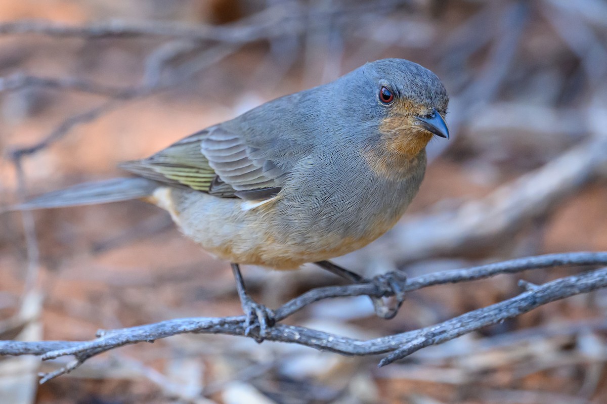 Red-lored Whistler - ML636331441