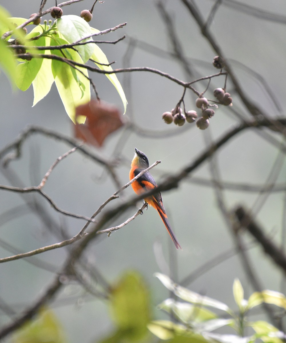 Gray-chinned Minivet - ML636331618