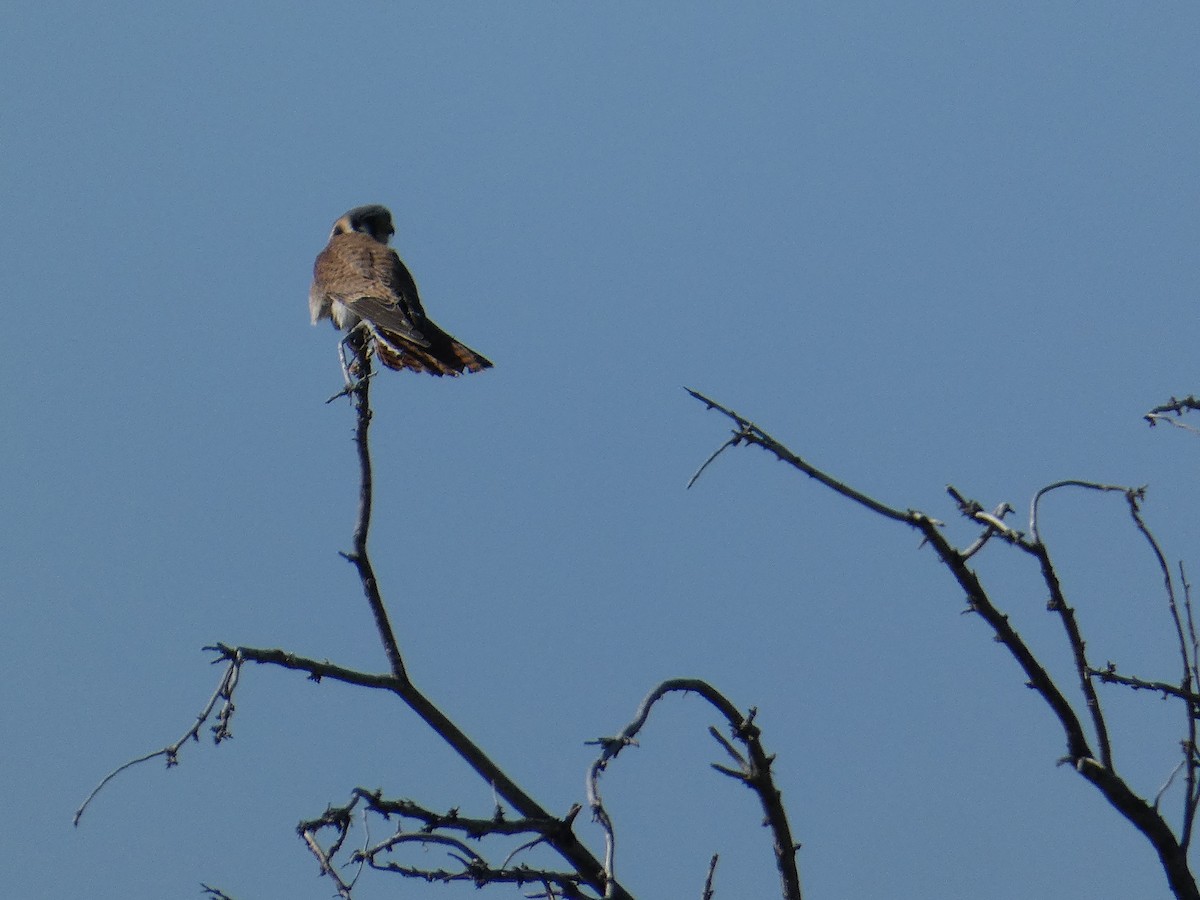 American Kestrel - ML636331681
