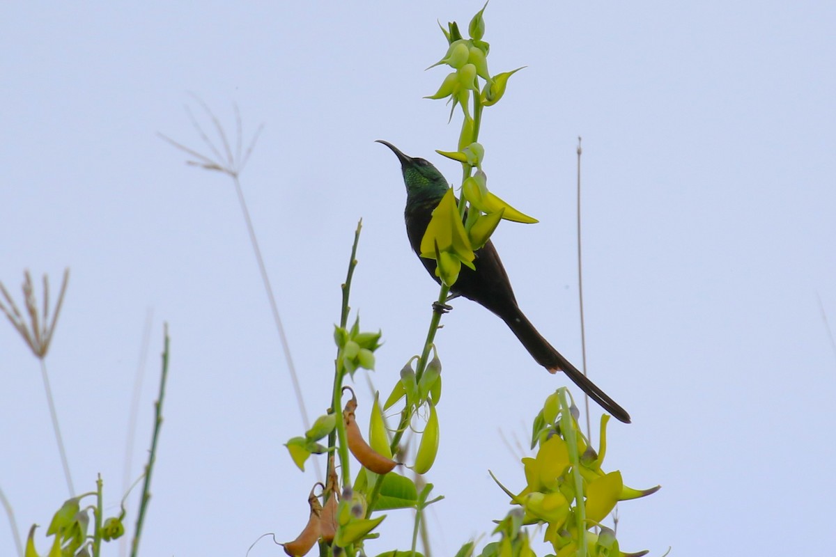 Malachite Sunbird - ML636331715