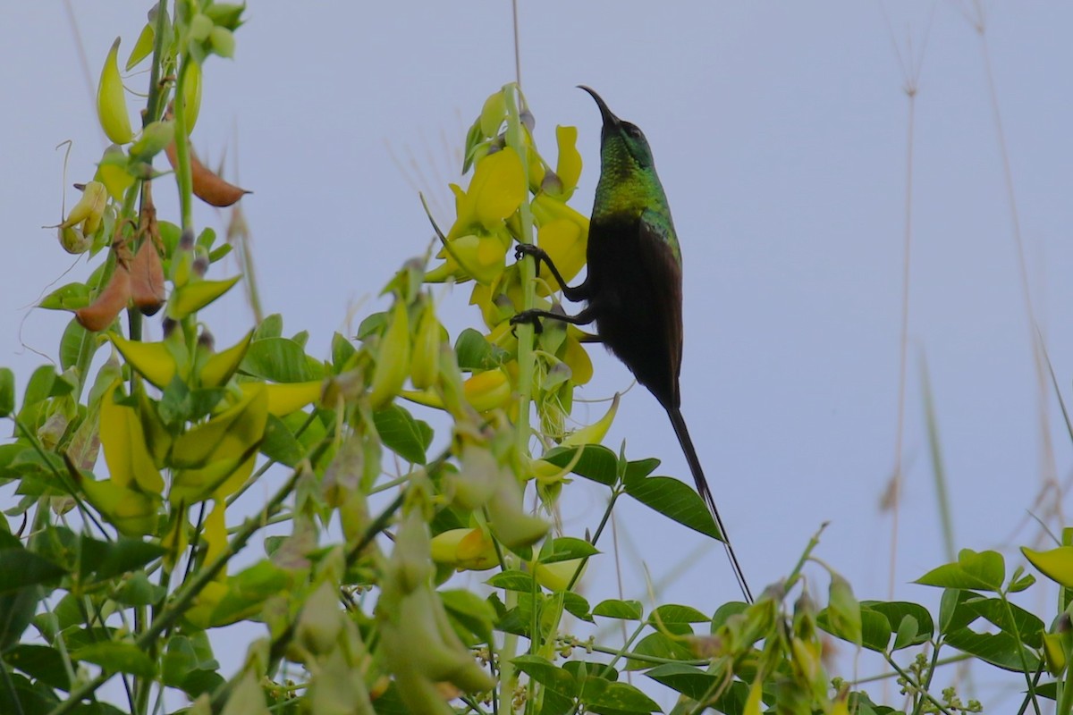 Malachite Sunbird - ML636331716