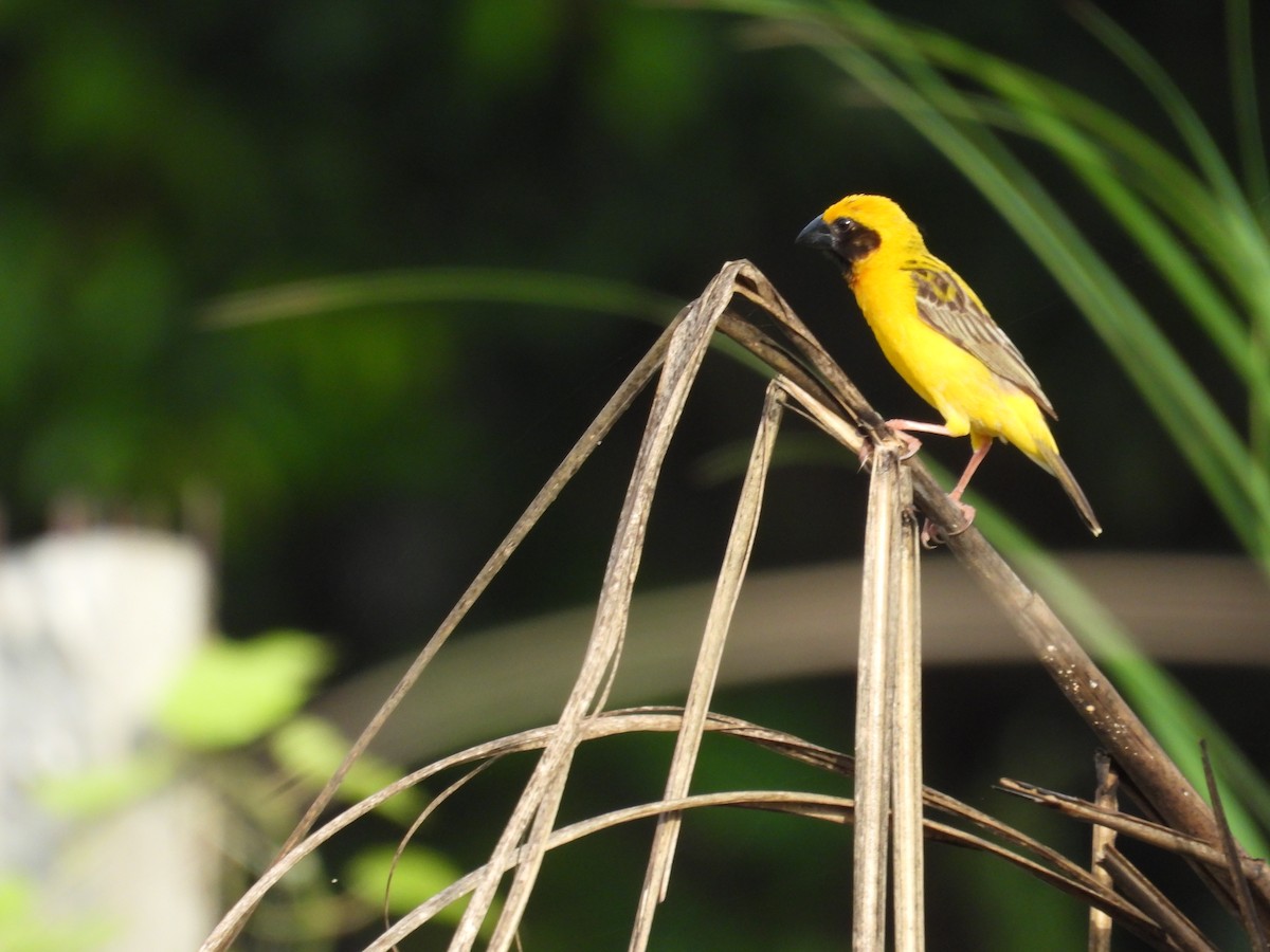 Asian Golden Weaver - ML636331780
