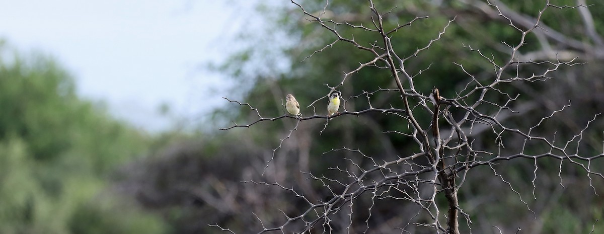 Lemon-breasted Seedeater - ML636331810