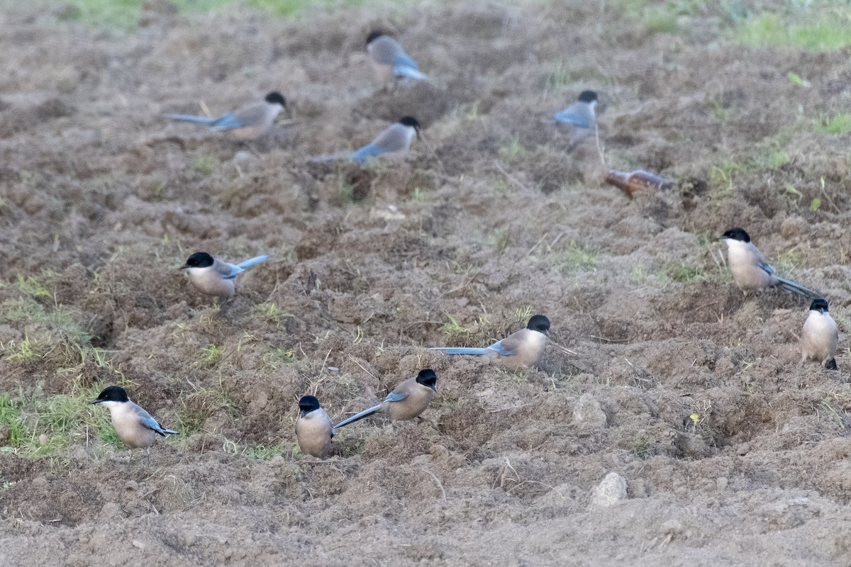 Iberian Magpie - ML636331823