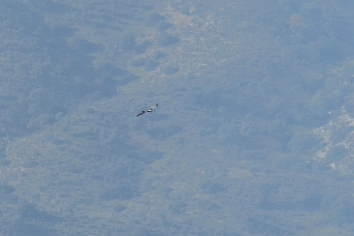 Spanish Eagle - ML636331828