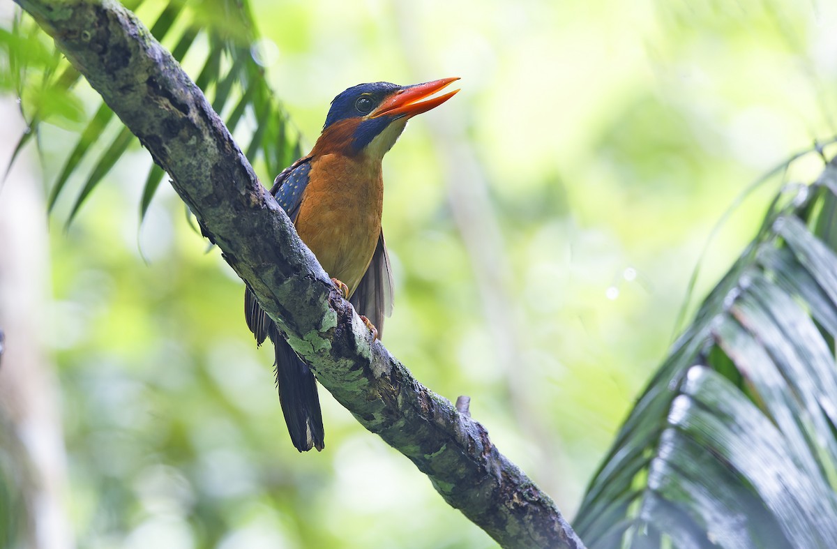 Blue-capped Kingfisher - ML636331882