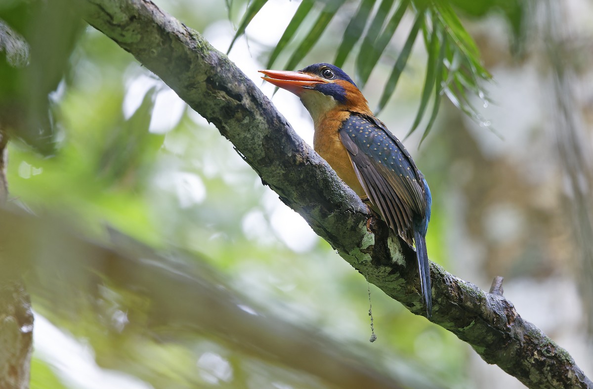 Blue-capped Kingfisher - ML636331883