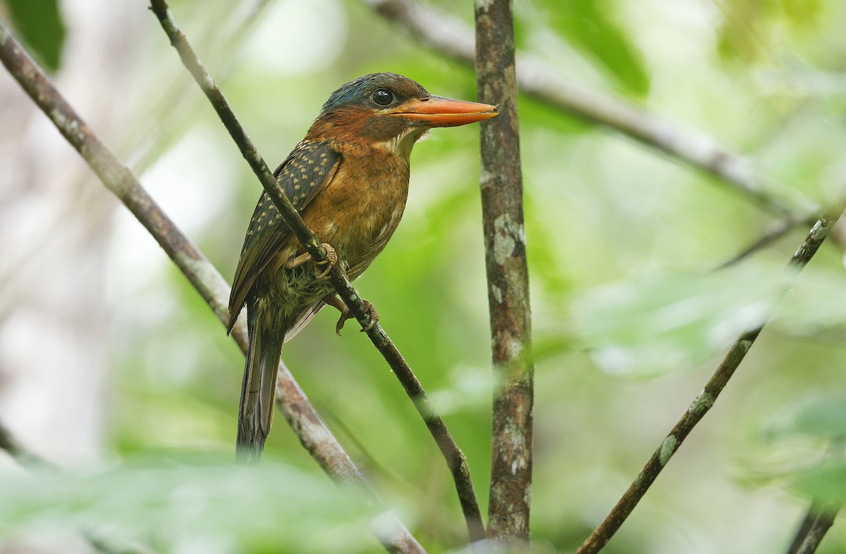 Blue-capped Kingfisher - ML636331884