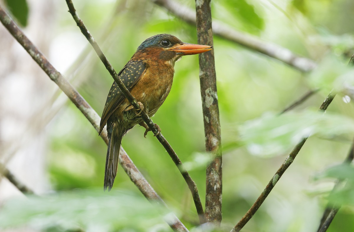 Blue-capped Kingfisher - ML636331887