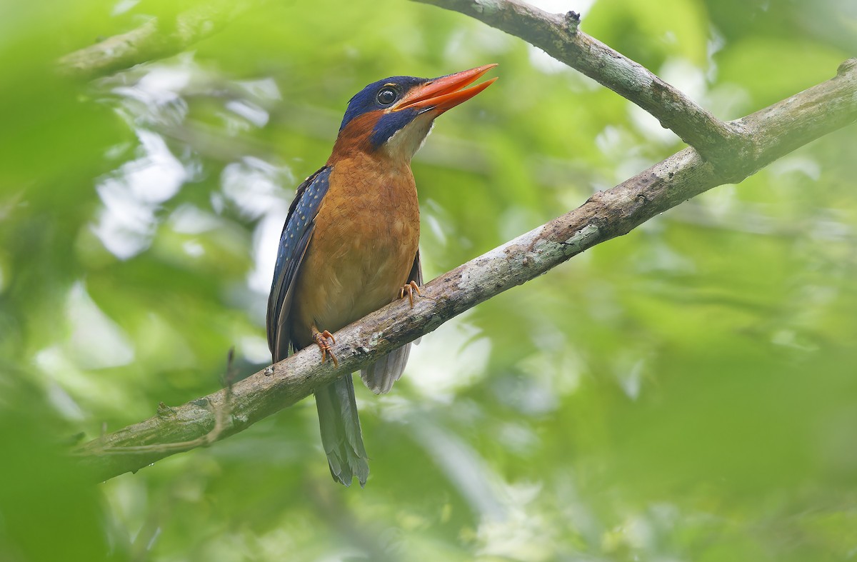 Blue-capped Kingfisher - ML636331890