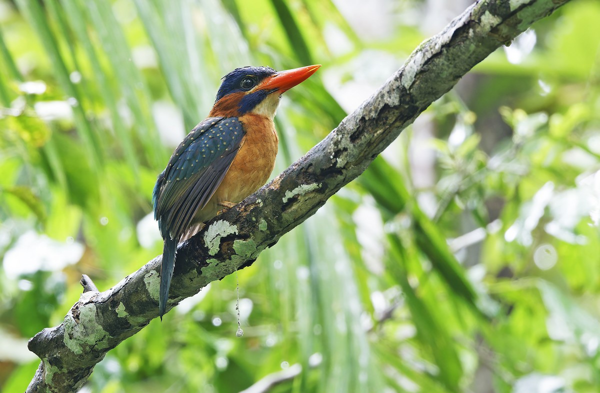 Blue-capped Kingfisher - ML636331891