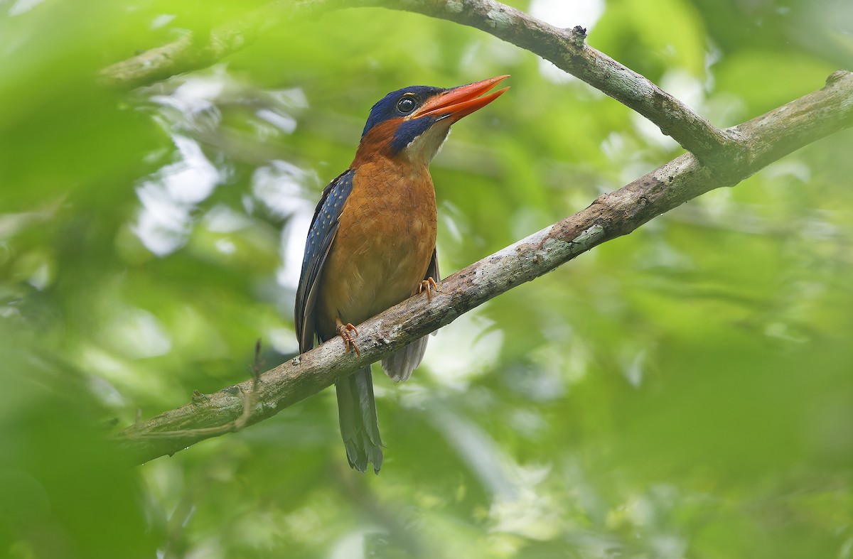 Blue-capped Kingfisher - ML636331892