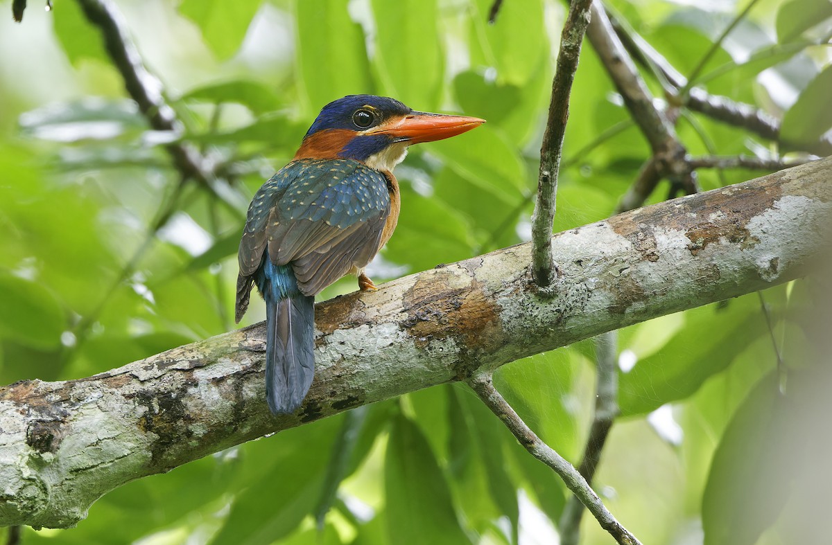 Blue-capped Kingfisher - ML636331893