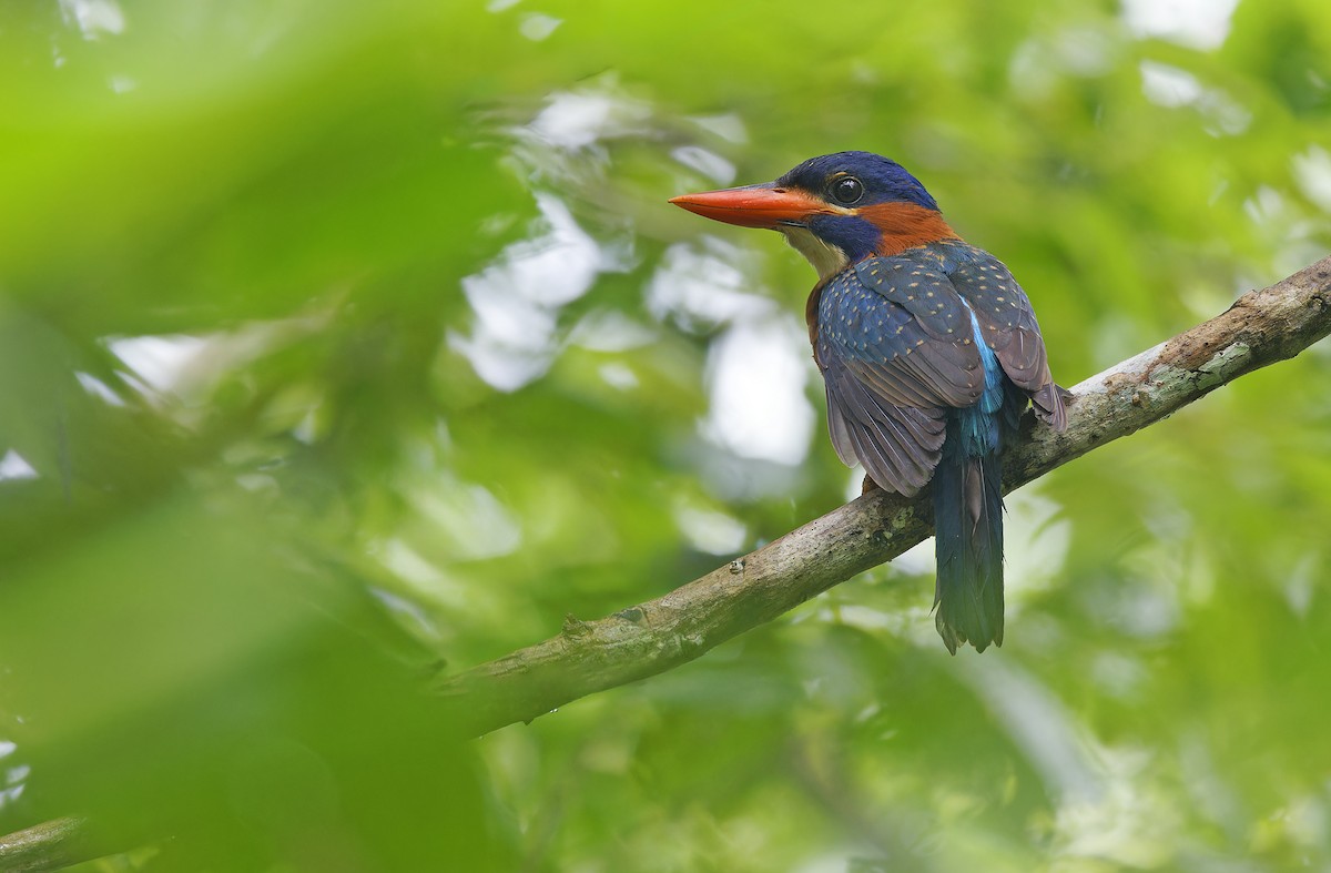 Blue-capped Kingfisher - ML636331894