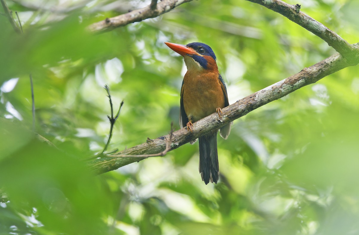 Blue-capped Kingfisher - ML636331895
