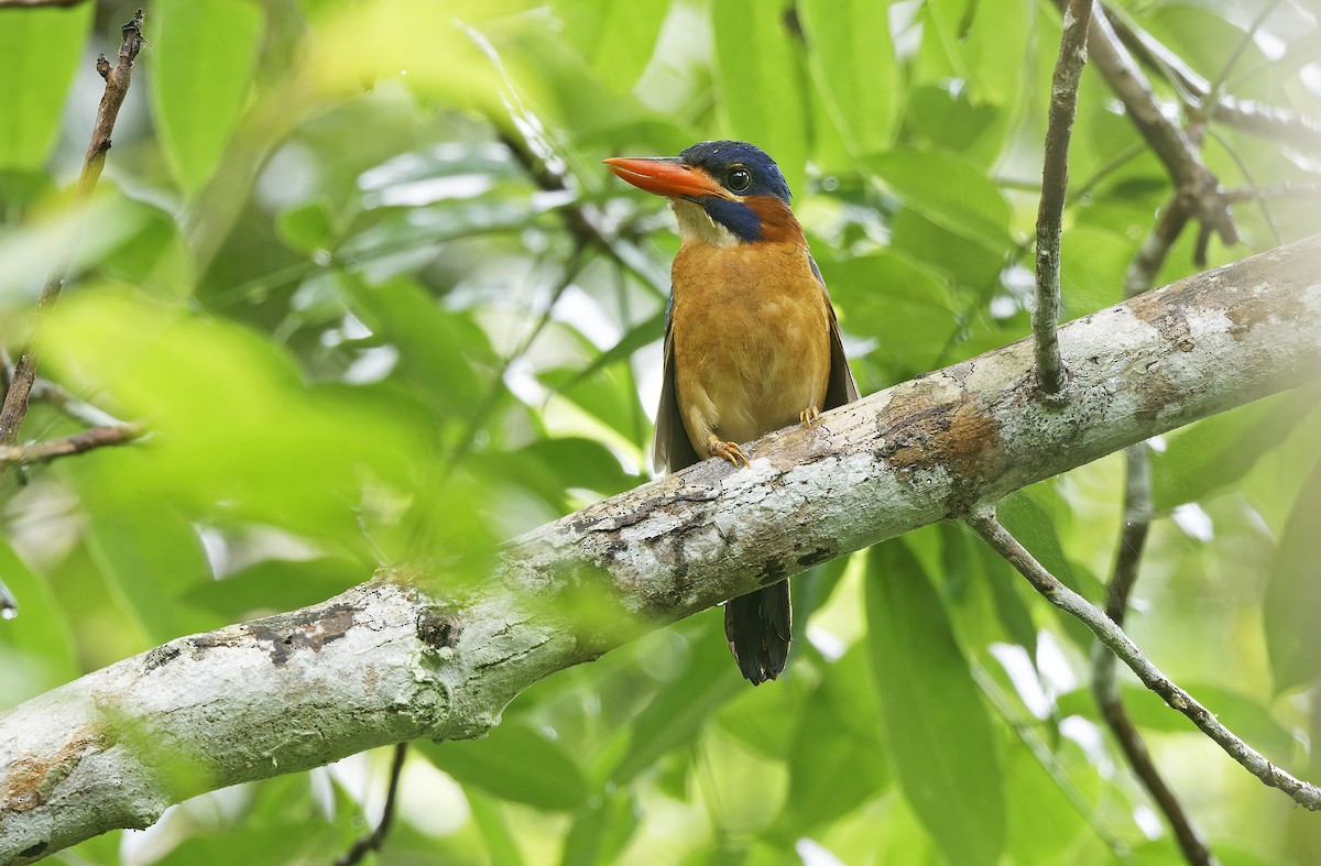 Blue-capped Kingfisher - ML636331897