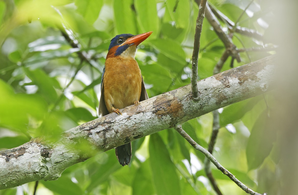 Blue-capped Kingfisher - ML636331898